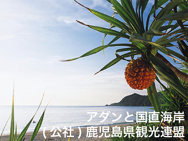 “東洋のガラパゴス”奄美大島で伝統文化に触れる4日間0